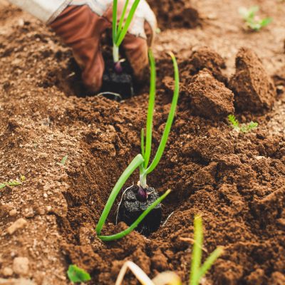 Polyter® est un produit innovant, universel et ultra-performant. Il s’agit là d’une technologie de pointe : hydro-fertilisant, activateur de croissance et naturellement dégradable, un concentré optimisant les apports, une homéopathie au service du végétal.